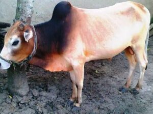 ইমার্জেন্সি গরু বিক্রি হবে বয়স ৪ বছর