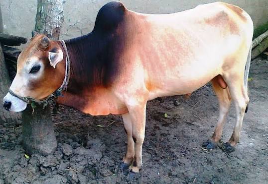 ইমার্জেন্সি গরু বিক্রি হবে বয়স ৪ বছর