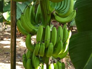 কলা বাগন বিক্রি হবে ৫০০ টাকা প্রতি কাদি